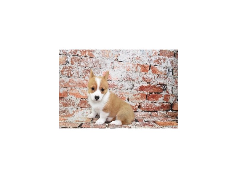 Pembroke Welsh Corgi-Female-Red-3929011-Petland Dunwoody