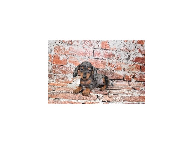 Dachshund-Male-Black and Silver Dapple-3929112-Petland Dunwoody Puppies For Sale
