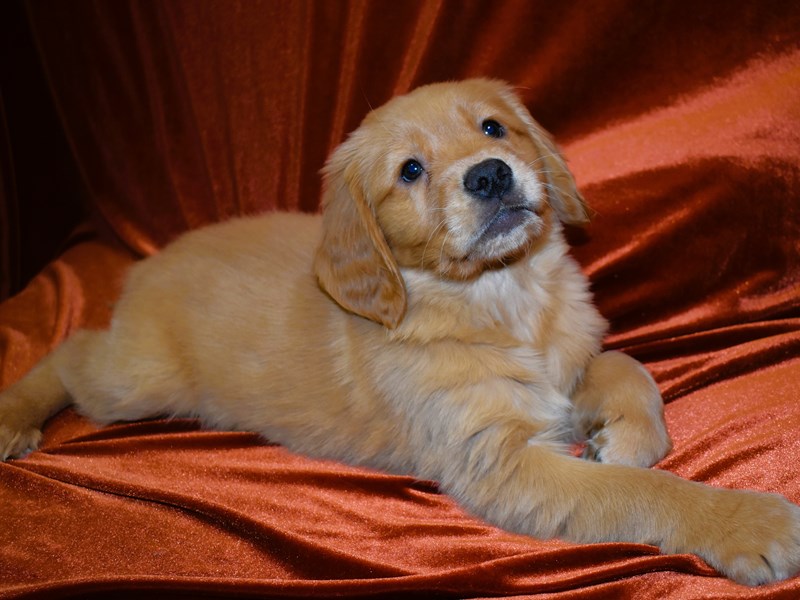 Golden Retriever-Female--3931561-Petland Dunwoody Puppies For Sale