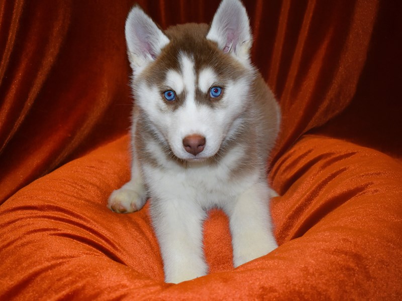 Siberian Husky-DOG-Female--3931564-Petland Dunwoody Puppies For Sale