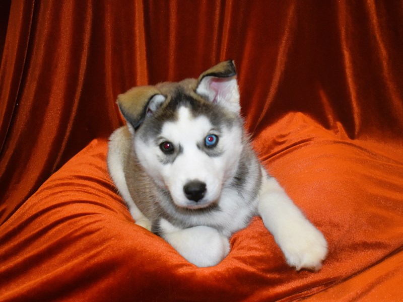 Siberian Husky-Male--3931562-Petland Dunwoody Puppies For Sale