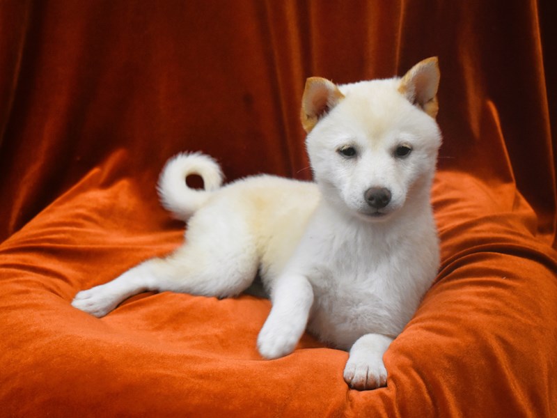 Shiba Inu-DOG---3931568-Petland Dunwoody Puppies For Sale