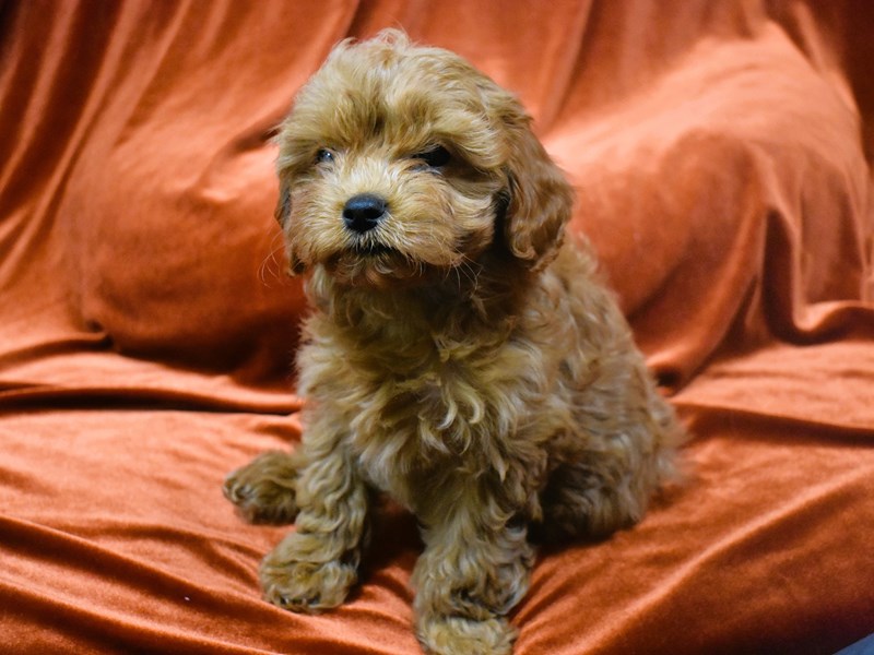 Cavapoo-DOG-Male-Apricot-3931600-Petland Dunwoody Puppies For Sale