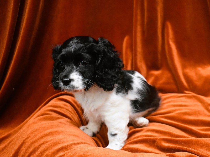 Cockachon-DOG-Female--3931577-Petland Dunwoody Puppies For Sale