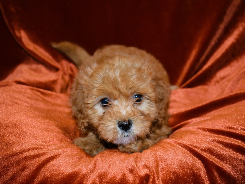 Mini Cavapoo-Female--3938273-Petland Dunwoody Puppies For Sale