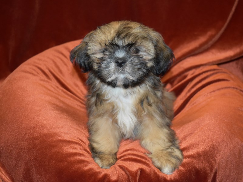 Shih Tzu-DOG-Female-Sable-3852239-Petland Dunwoody Puppies For Sale