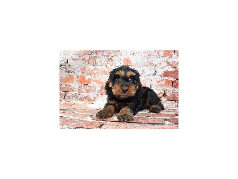 Cockapoo-DOG-Female-Black and Apricot-3878138-Petland Dunwoody Puppies For Sale