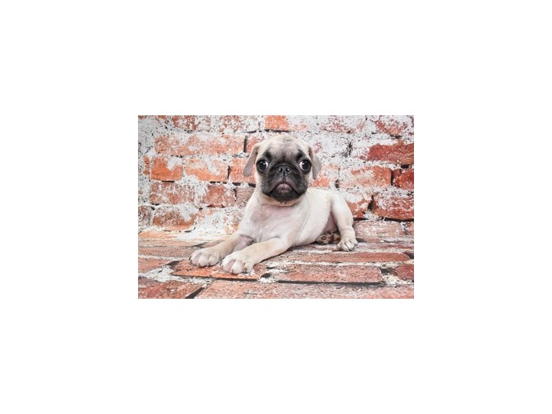Pug-DOG-Female-Fawn-3878162-Petland Dunwoody
