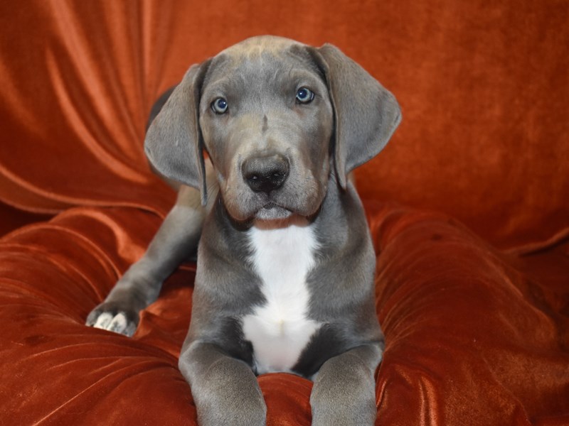 Great Dane-Female-Black-3888198-Petland Dunwoody