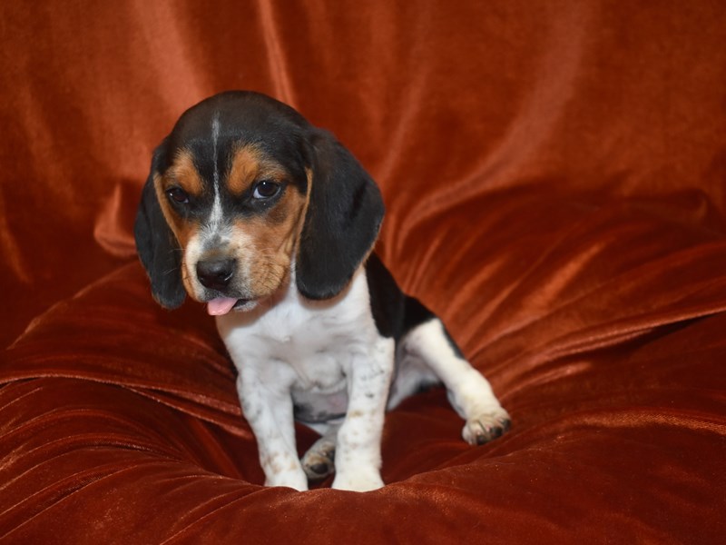 Beagle-Male-Tri-3888191-Petland Dunwoody Puppies For Sale