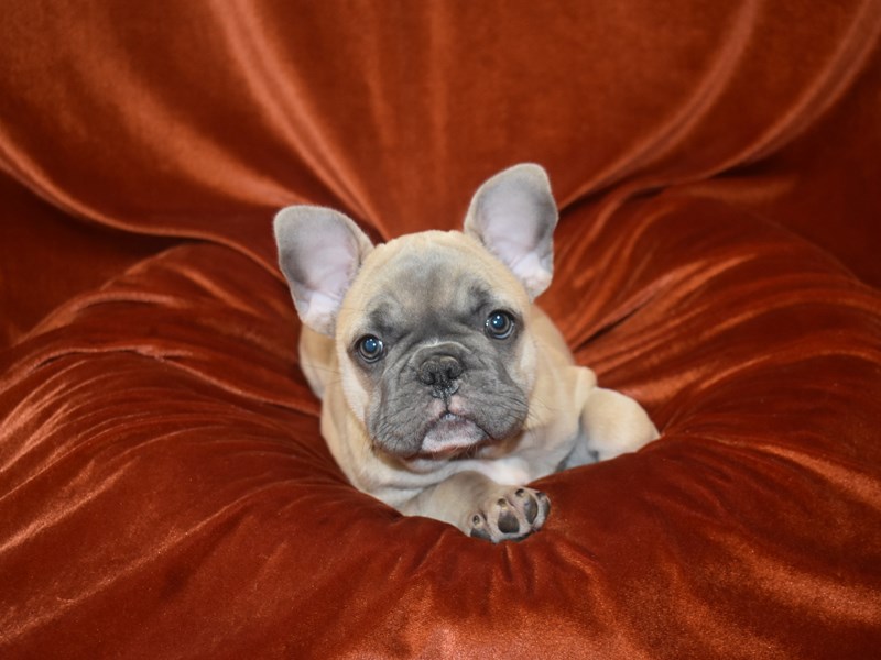 French Bulldog-Female-Blue Fawn-3888179-Petland Dunwoody Puppies For Sale