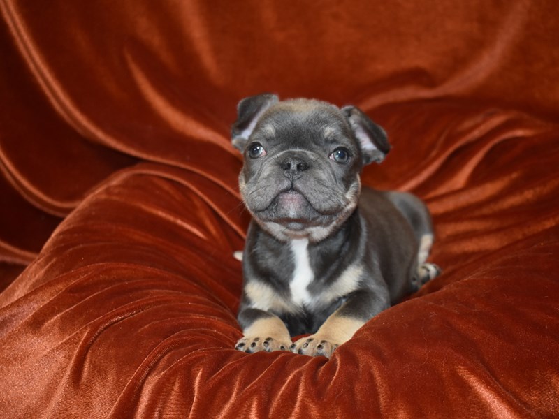 French Bulldog-DOG-Female-Blue & Tan-3888177-Petland Dunwoody Puppies For Sale