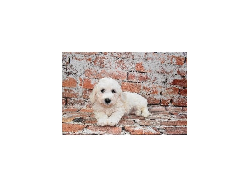 Bichon Frise-DOG-Male-White-3895436-Petland Dunwoody Puppies For Sale