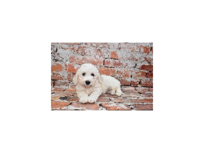 Bichon Frise-Male-White-3895436-Petland Dunwoody