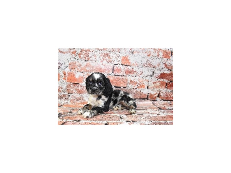 Cocker Spaniel-Male-Blue Roan-3895685-Petland Dunwoody Puppies For Sale