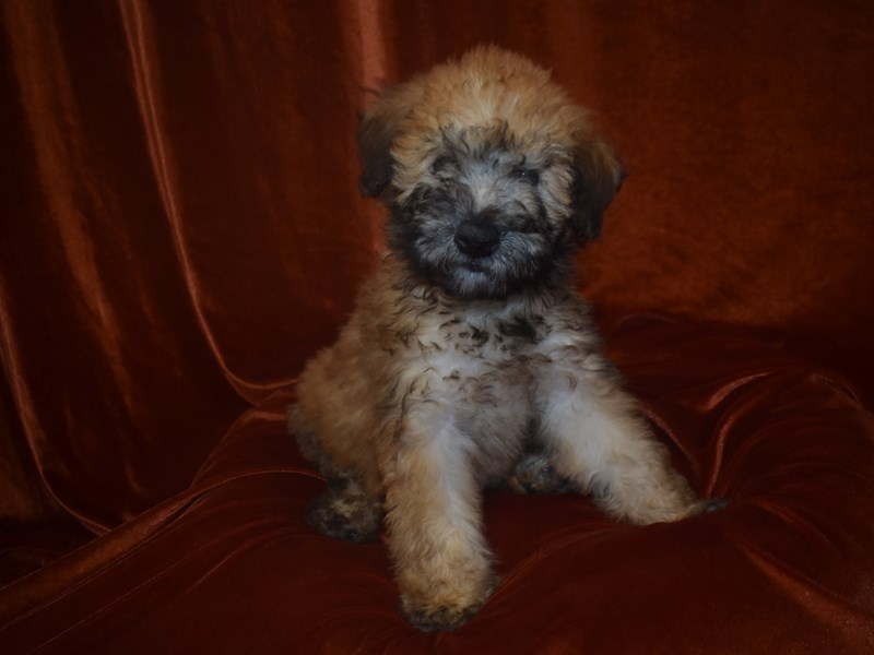 Soft Coated Wheaten Terrier-Female-Wheaten-3895459-Petland Dunwoody Puppies For Sale