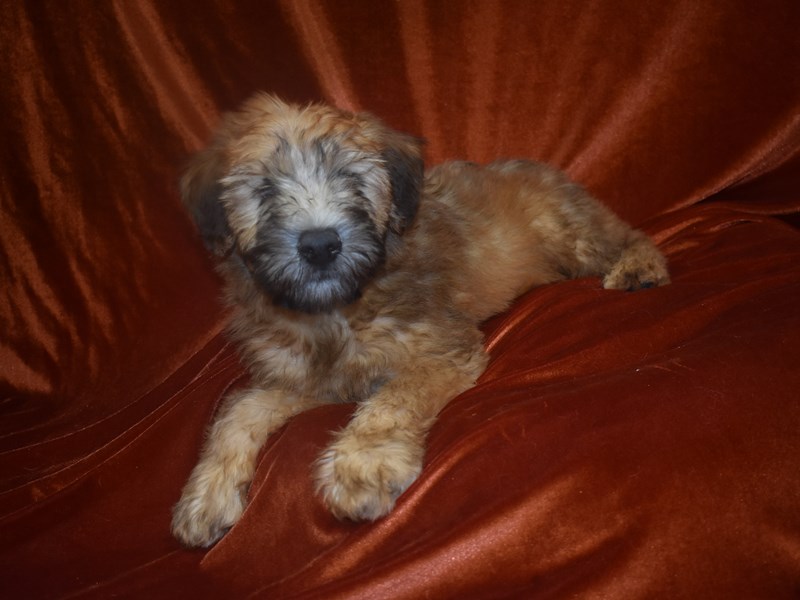 Soft Coated Wheaten Terrier-Male-Wheaten-3895462-Petland Dunwoody Puppies For Sale