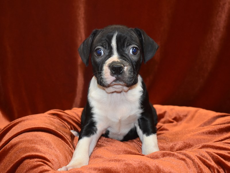 Boston Terrier-Male-B&W-3905637-Petland Dunwoody