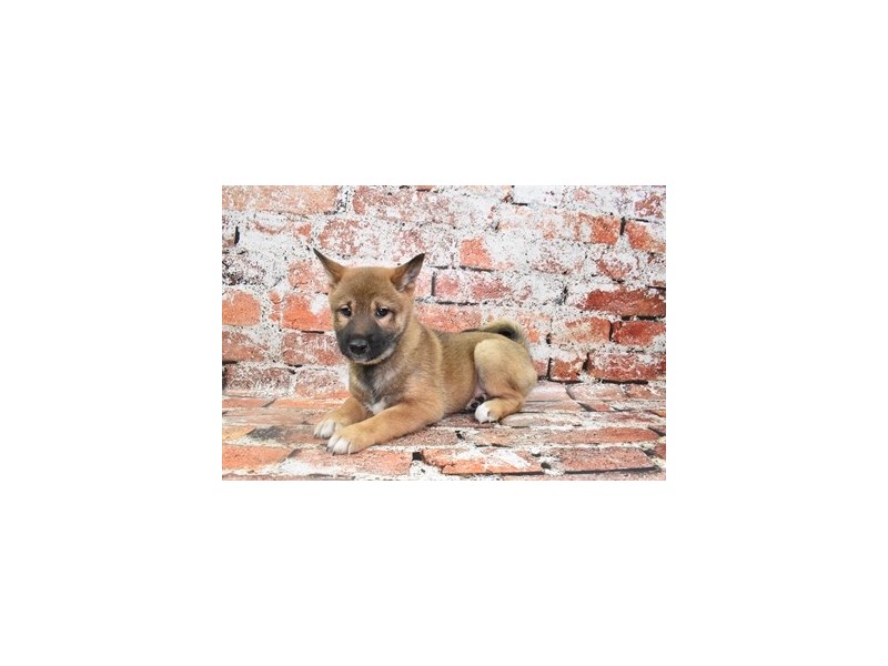 Shiba Inu-Female-Red Sesame-3912395-Petland Dunwoody Puppies For Sale