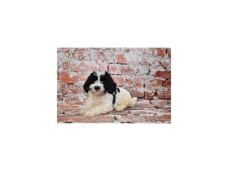Havanese-DOG-Female-Black and White-3912396-Petland Dunwoody Puppies For Sale