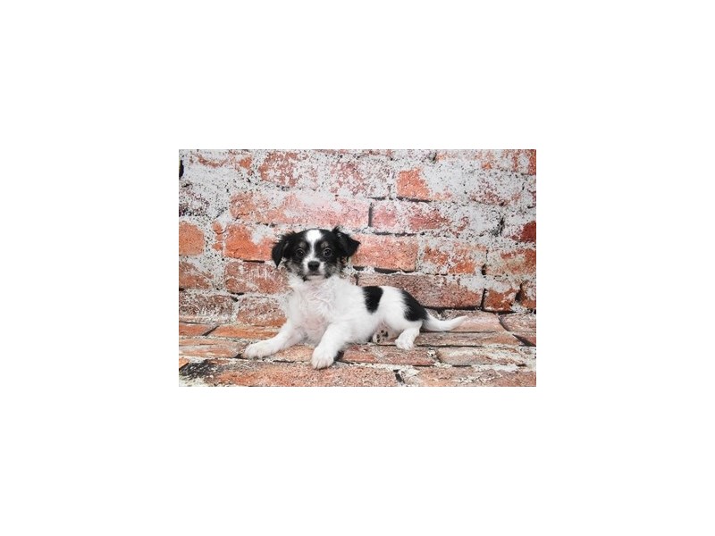 Chihuahua-Male-Black and White-3912502-Petland Dunwoody