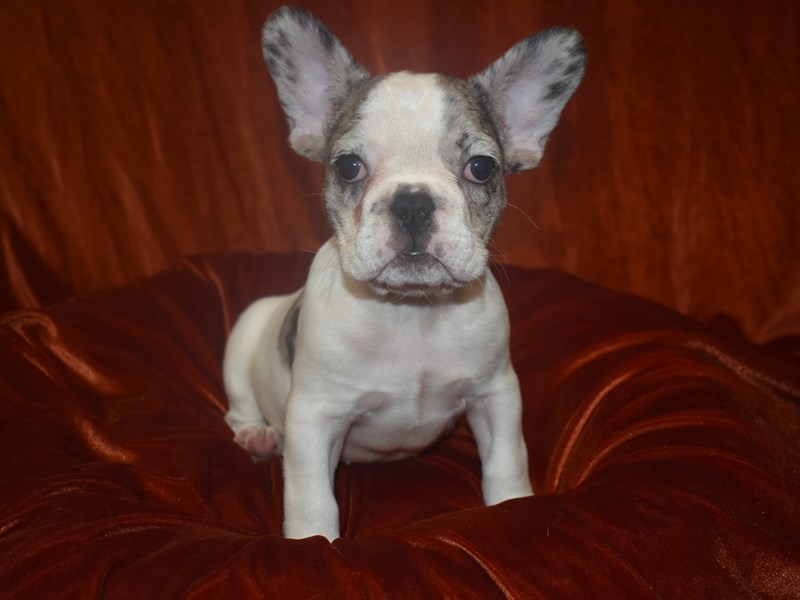 French Bulldog-DOG-Female-Blue Merle Piebald-3913016-Petland Dunwoody Puppies For Sale