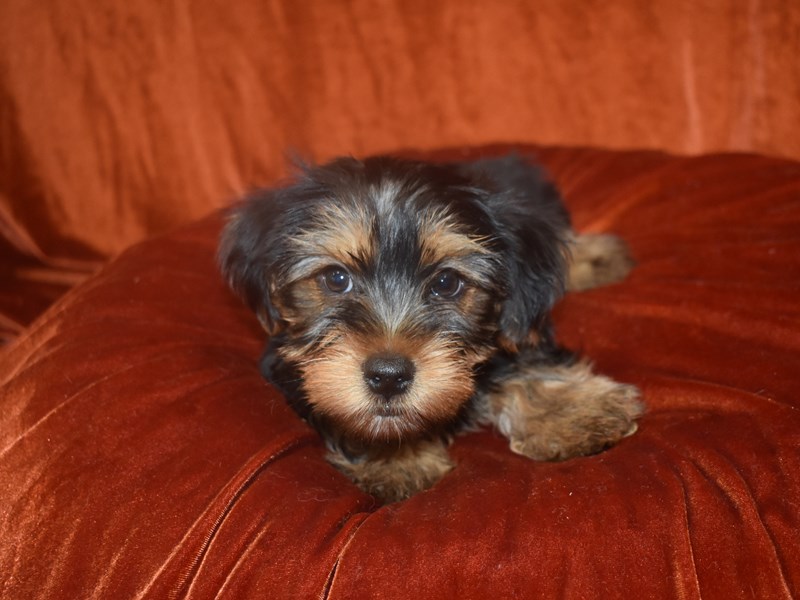 Yorkshire Terrier-DOG-Male-Black & Tan-3913024-Petland Dunwoody Puppies For Sale