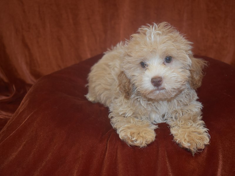 Cockapoo-Male-Apricot-3912985-Petland Dunwoody Puppies For Sale