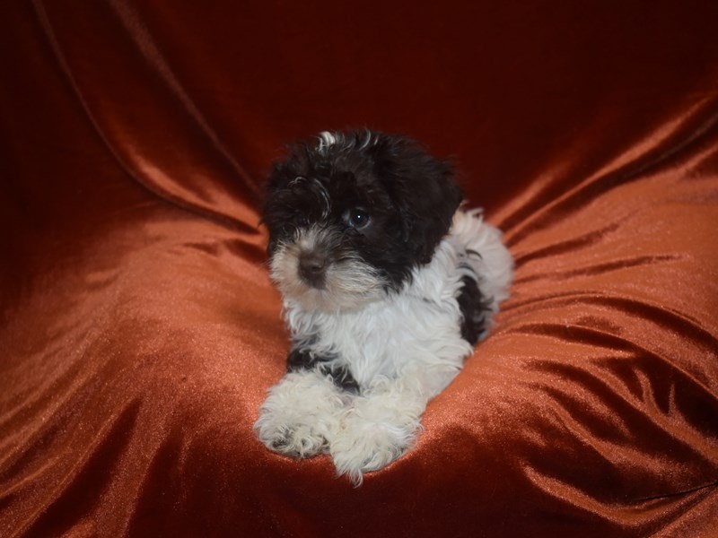 Cockapoo-Female-Black & White-3912991-Petland Dunwoody Puppies For Sale