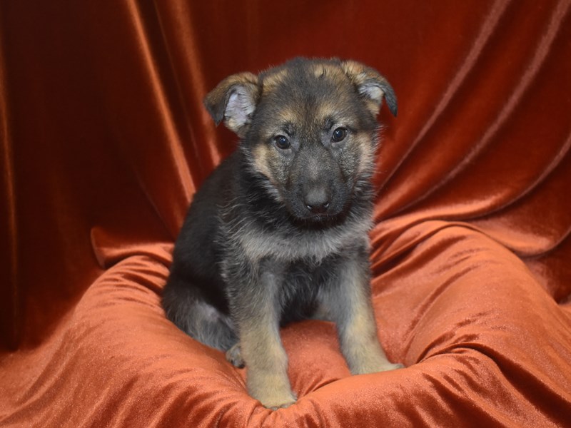 German Shepherd-Female--3921346-Petland Dunwoody Puppies For Sale