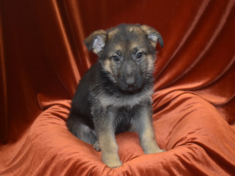 German Shepherd-Female--3921346-Petland Dunwoody