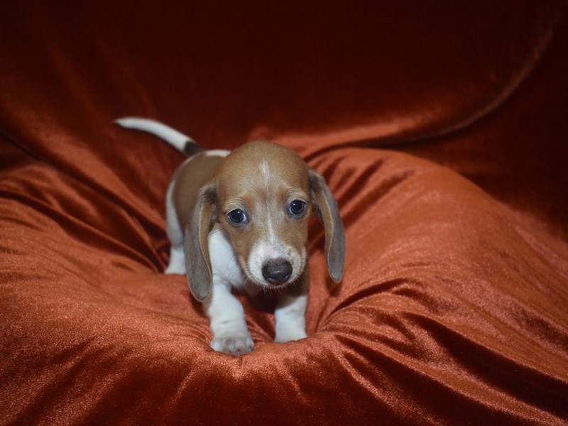 Mini Dachshund-DOG-Female--3921307-Petland Dunwoody Puppies For Sale