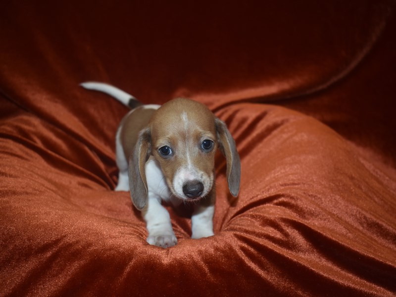 Mini Dachshund-Female--3921307-Petland Dunwoody