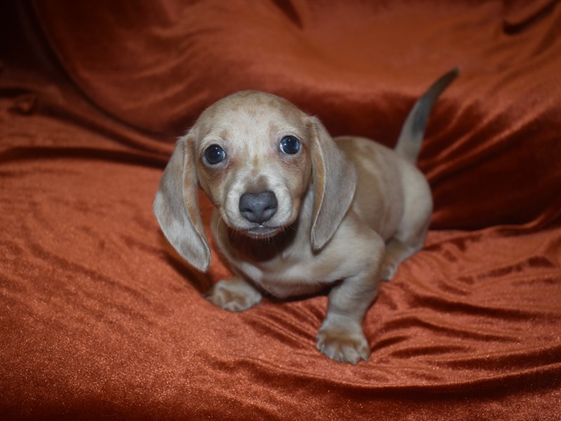 Mini Dachshund-Female--3921305-Petland Dunwoody