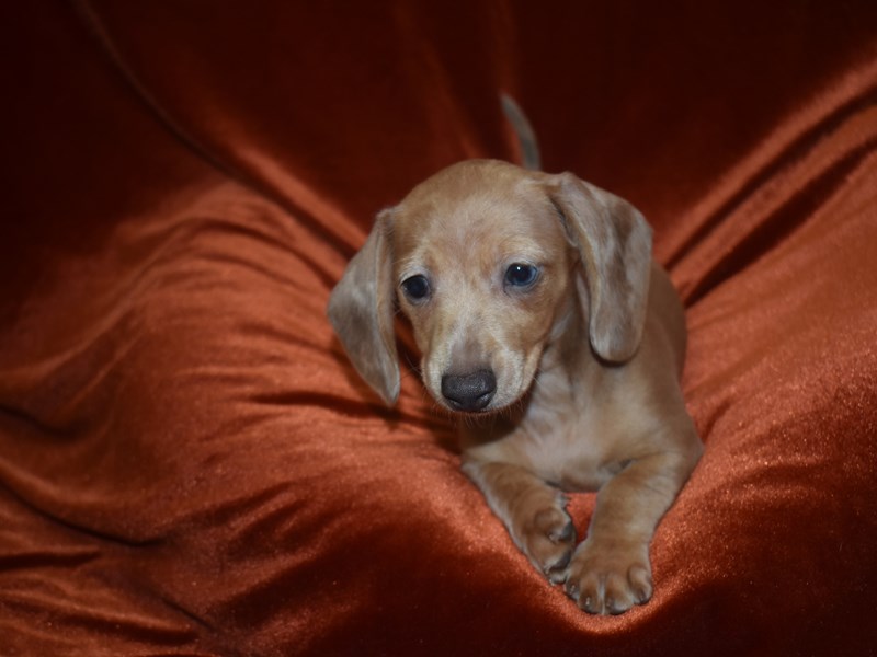 Mini Dachshund-DOG-Female--3921310-Petland Dunwoody Puppies For Sale