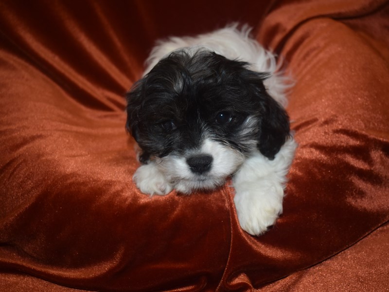 Cavachon-DOG-Male--3921315-Petland Dunwoody Puppies For Sale