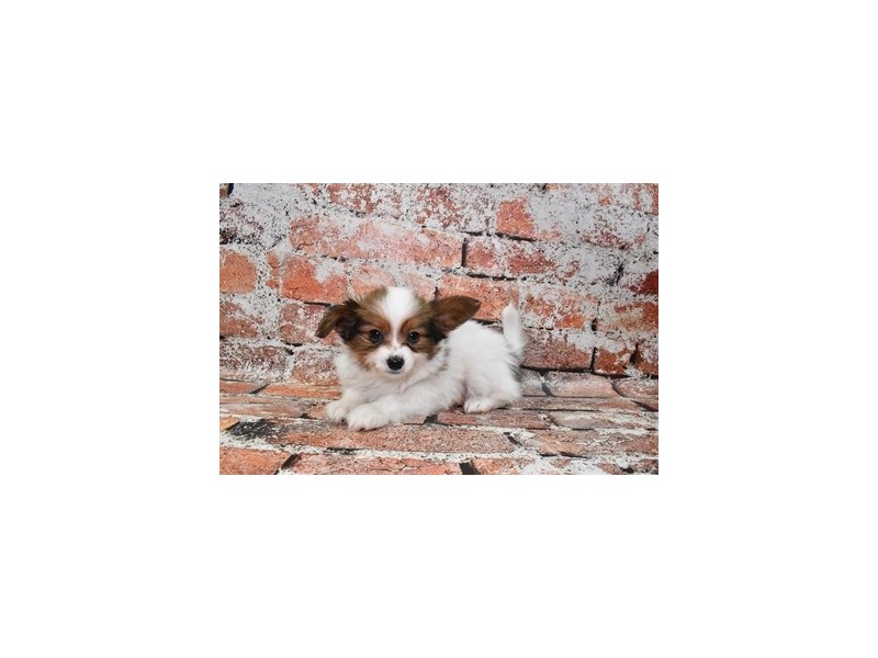 Papillon-Male-White and Sable-3928817-Petland Dunwoody Puppies For Sale