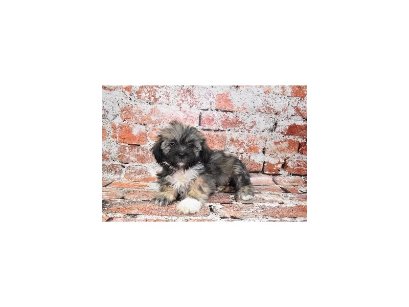 Lhasa Apso-Female-Golden-3928827-Petland Dunwoody Puppies For Sale