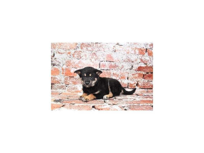 Shiba Inu-Male-Black and Tan-3928845-Petland Dunwoody Puppies For Sale