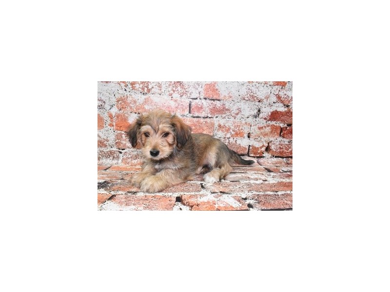 Yochon-DOG-Male-Gold-3928945-Petland Dunwoody Puppies For Sale