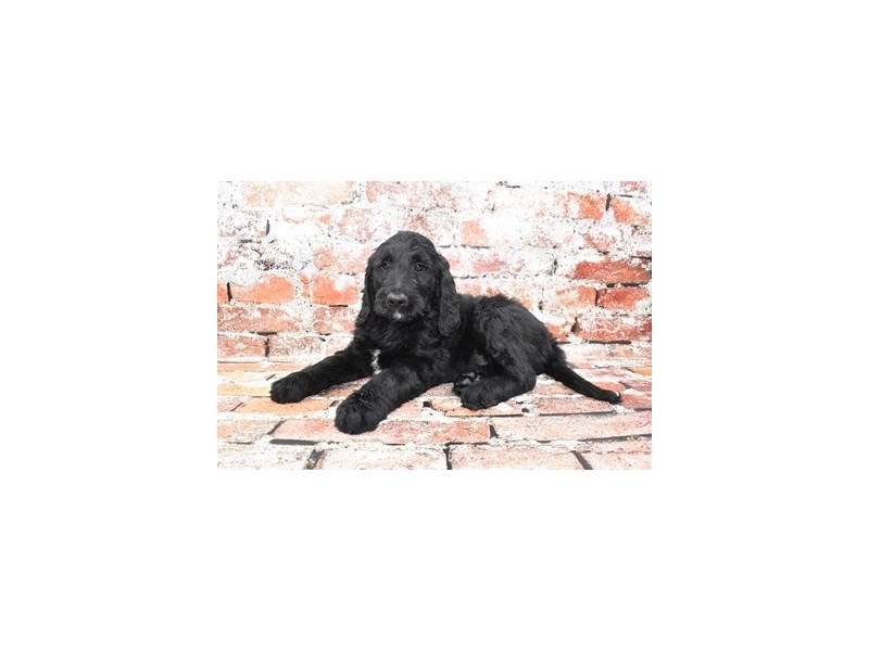 Goldendoodle-Female-Black-3928981-Petland Dunwoody Puppies For Sale