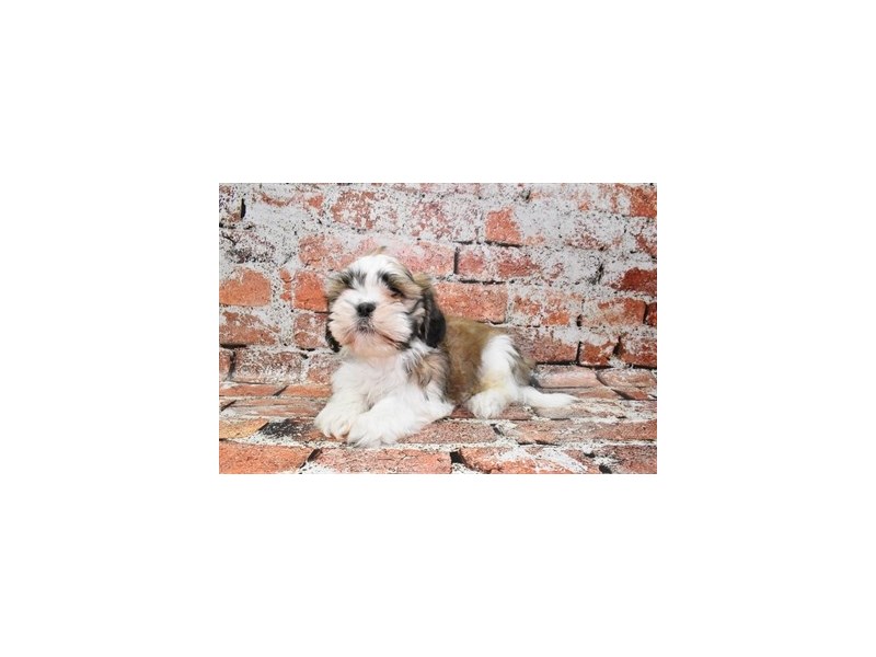 Shih Tzu-Female-Gold and White-3929065-Petland Dunwoody Puppies For Sale
