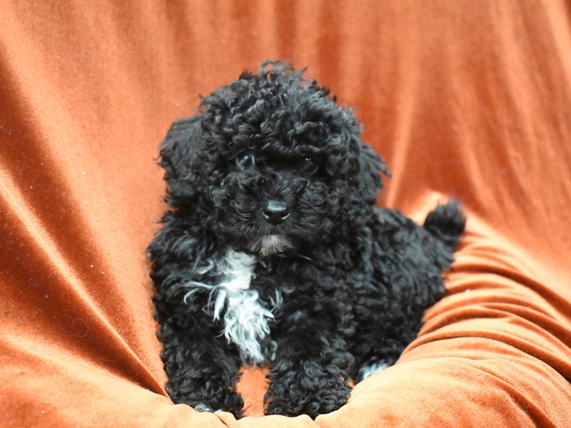 Poodle-Male--3931596-Petland Dunwoody Puppies For Sale