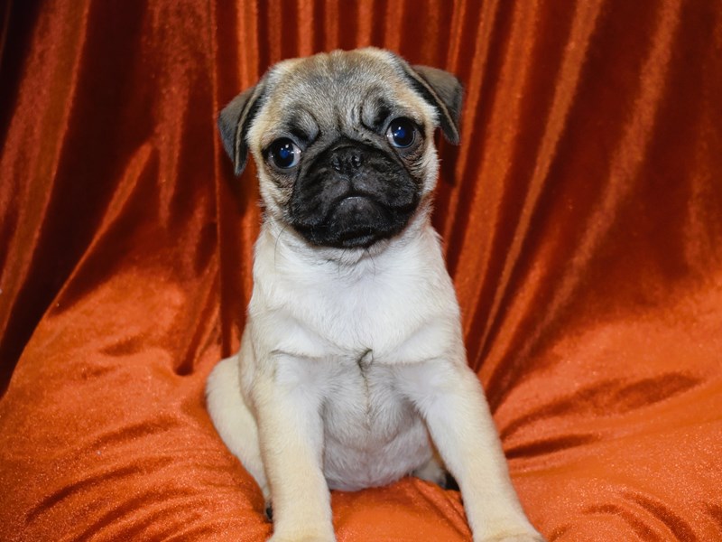 Pug-Male--3931615-Petland Dunwoody Puppies For Sale