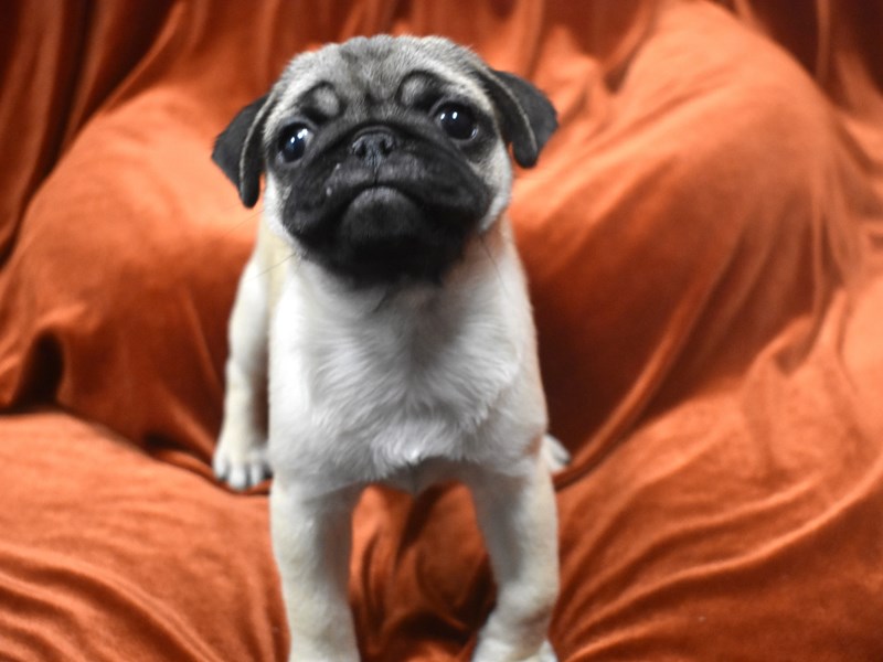 Pug-Female--3931616-Petland Dunwoody Puppies For Sale