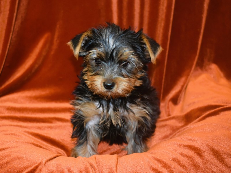 Yorkshire Terrier-Male--3931606-Petland Dunwoody Puppies For Sale