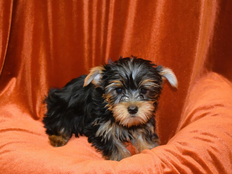 Yorkshire Terrier-DOG-Male--3931605-Petland Dunwoody Puppies For Sale