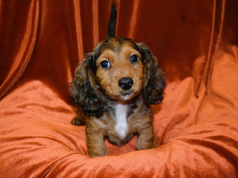 Miniature Dachshund-Male--3931571-Petland Dunwoody Puppies For Sale