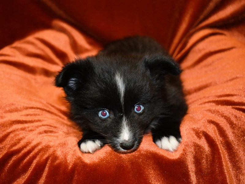 Pomsky-Male--3938304-Petland Dunwoody Puppies For Sale