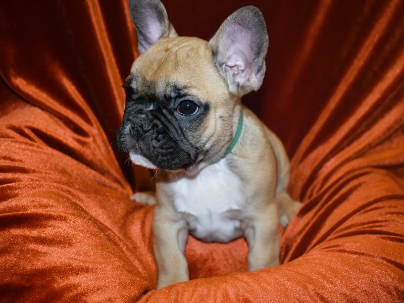 French Bulldog-Male--3938285-Petland Dunwoody